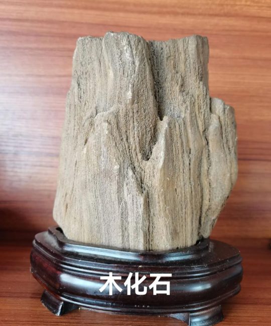 树木化石（硅化木）价格一般是多少？规格、产地与运输影响报价