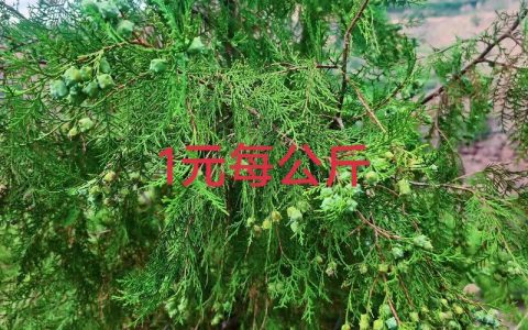 柏树种子育苗方法：从播种到移栽的详细技术指南