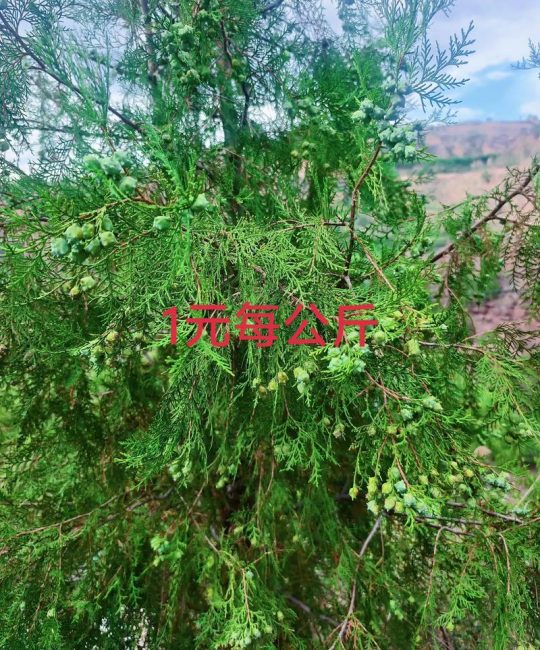 柏树种子育苗方法：从播种到移栽的详细技术指南