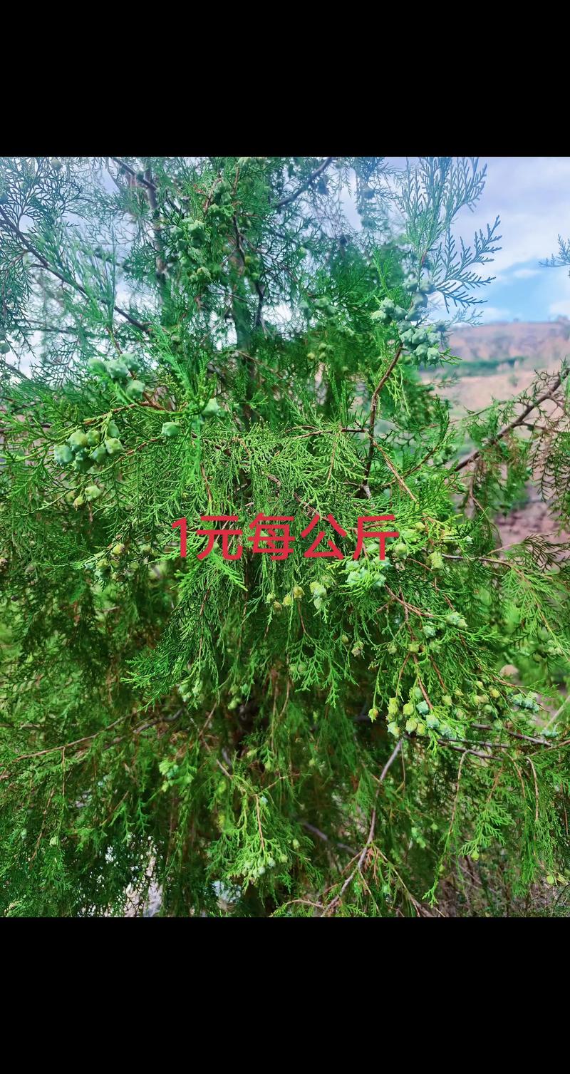 柏树种子育苗方法：从播种到移栽的详细技术指南