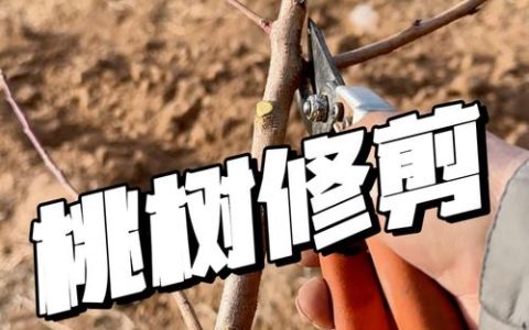 桃树怎样剪枝视频教程：自然开心形修剪全攻略