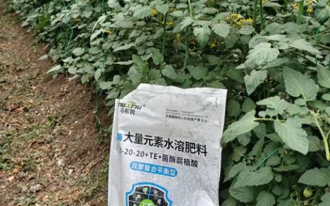番茄坐果后施什么肥？膨果期肥料的正确施用方案