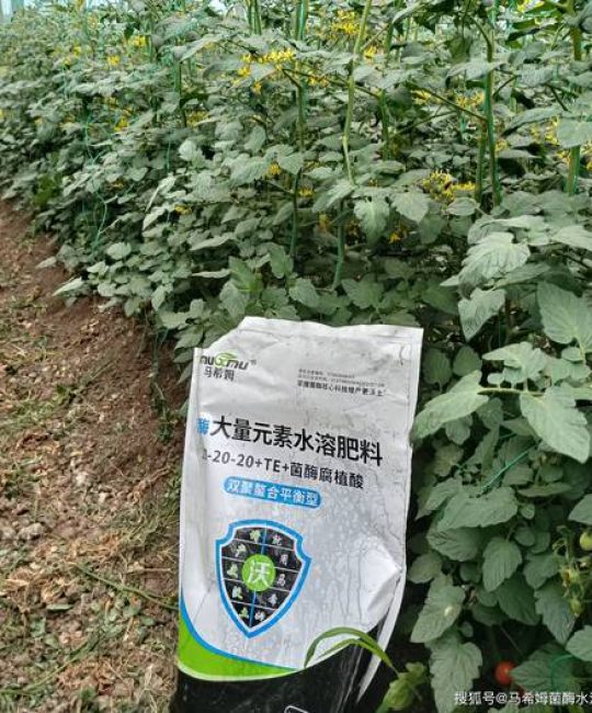 番茄坐果后施什么肥？膨果期肥料的正确施用方案