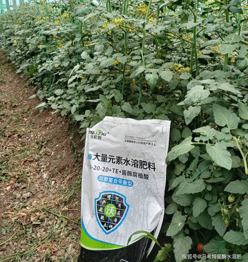 番茄坐果后施什么肥？膨果期肥料的正确施用方案