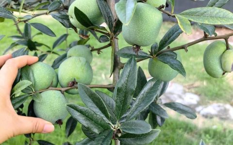 海棠果怎么吃？详解海棠树的6大食用与种植注意事项