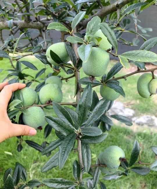 海棠果怎么吃？详解海棠树的6大食用与种植注意事项