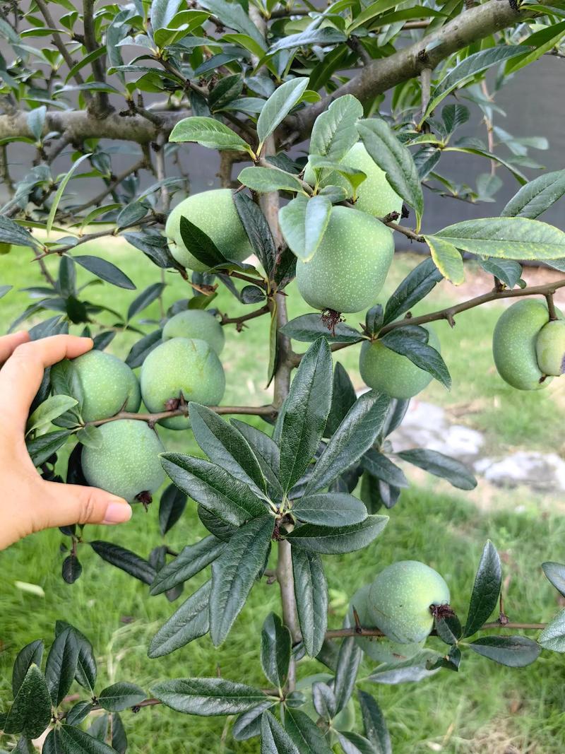 海棠果怎么吃?详解海棠树的6大食用与种植注意事项 海棠果怎么吃?详解海棠树的6大食用与种植注意事项