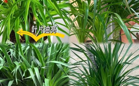 龙血树施肥什么肥料好？家庭养护全指南