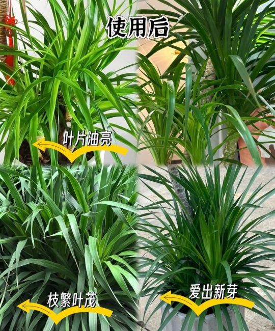 龙血树施肥什么肥料好？家庭养护全指南