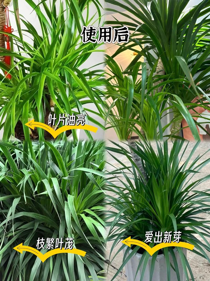 龙血树施肥什么肥料好?家庭养护全指南 龙血树施肥什么肥料好?家庭养护全指南