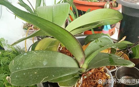 蝴蝶兰施肥用什么肥料？家庭养护全指南