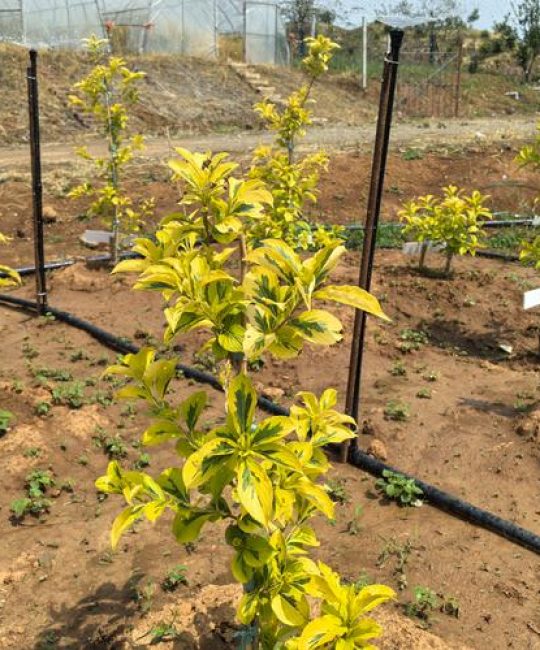 五彩锦带树耐寒零下多少度？南北种植与养护全指南