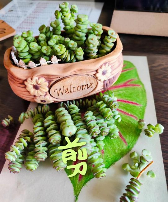 钱串子怎么扦插繁殖？家庭多肉扦插全流程与成活率提升指南