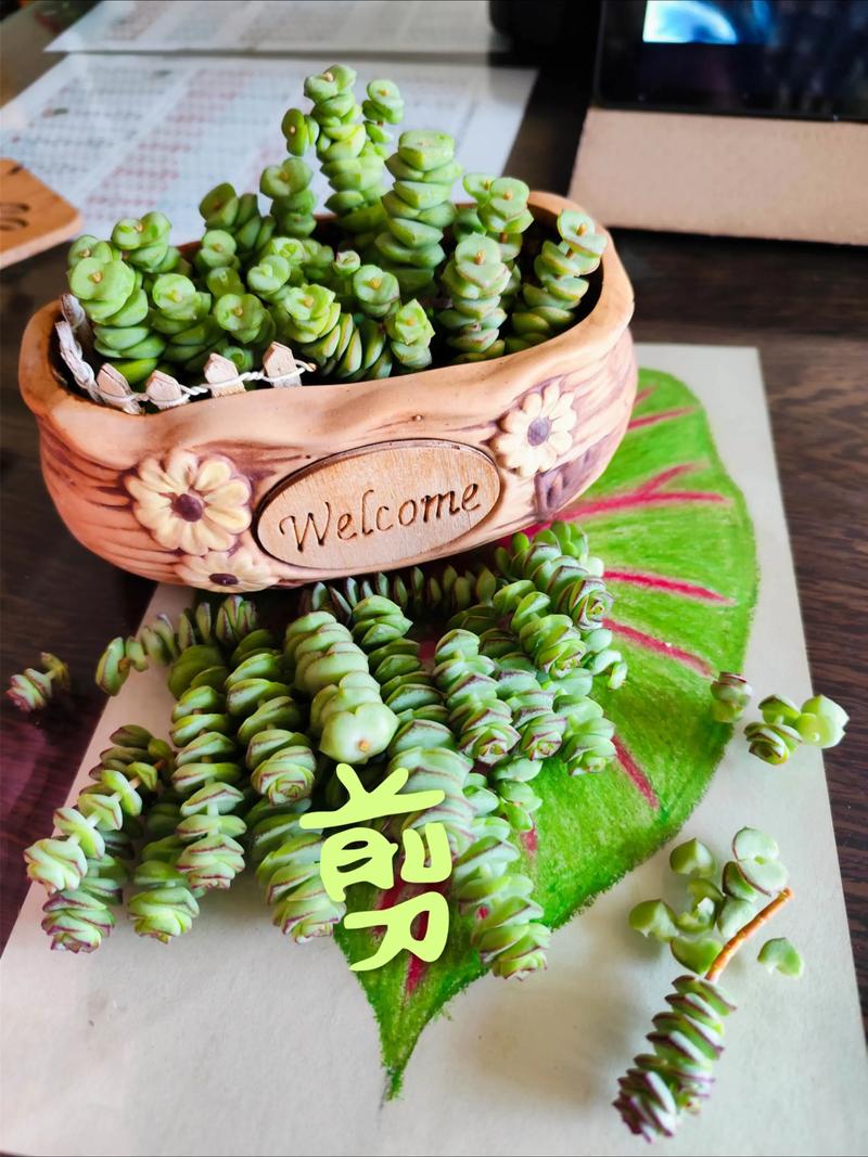 钱串子怎么扦插繁殖?家庭多肉扦插全流程与成活率提升指南 钱串子怎么扦插繁殖?家庭多肉扦插全流程与成活率提升指南