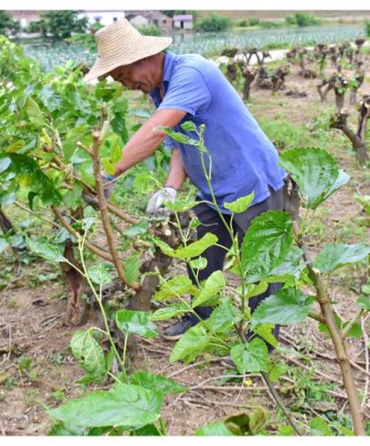 桑树什么时候剪枝合适？掌握最佳时间与养护技巧