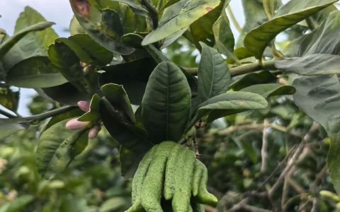 佛手柑和佛手的区别是什么？家庭养护全指南
