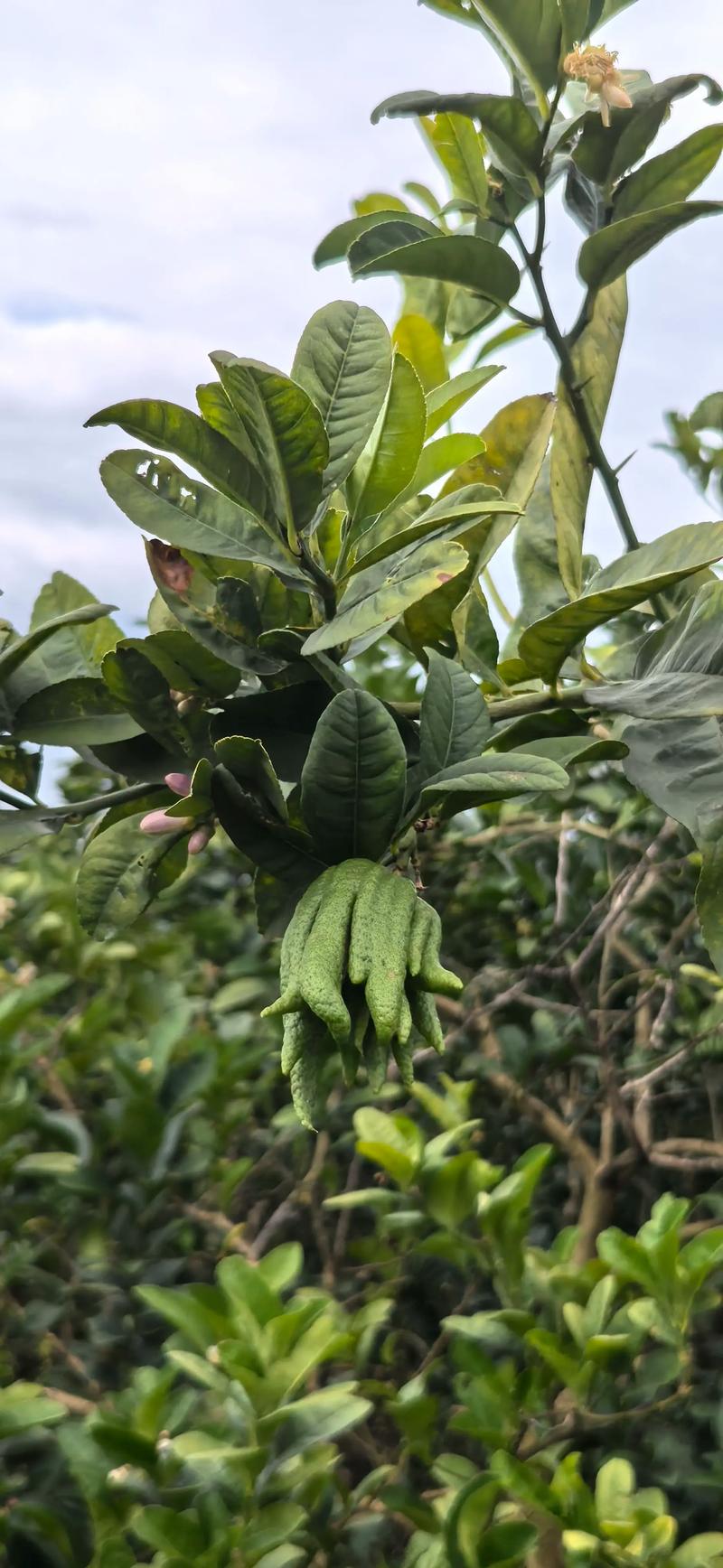 佛手柑和佛手的区别是什么?家庭养护全指南 佛手柑和佛手的区别是什么?家庭养护全指南