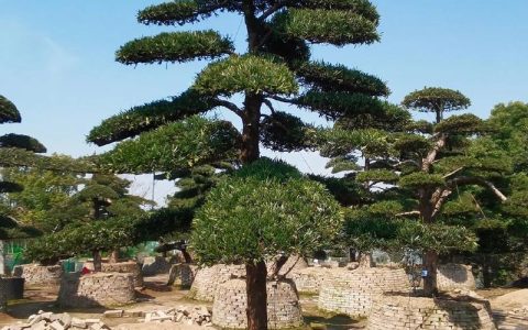 罗汉松12种常见造型图解与培育技术参数
