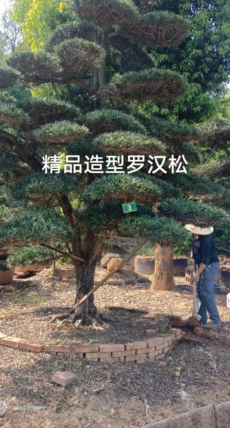 罗汉松12种常见造型图解与培育技术参数 标准工程规格与耐修剪性