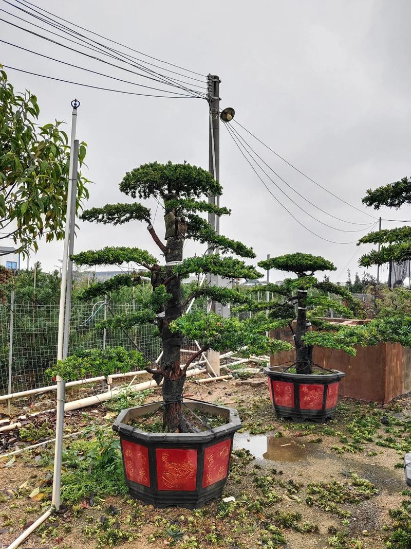 罗汉松12种常见造型图解与培育技术参数 12种常见造型培育指南