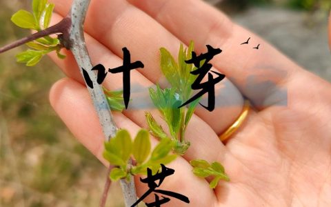 酸枣叶的功效与作用：安神助眠的天然良方