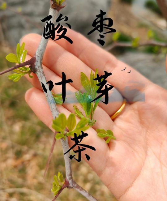 酸枣叶的功效与作用：安神助眠的天然良方