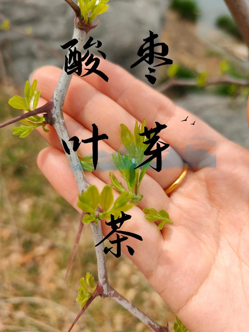 酸枣叶的功效与作用:安神助眠的天然良方 酸枣叶的功效与作用:安神助眠的天然良方