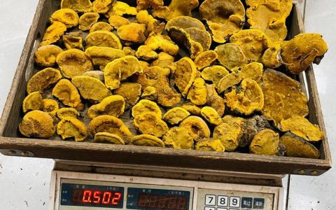桑黄一公斤多少钱？产地、规格与采购量影响报价