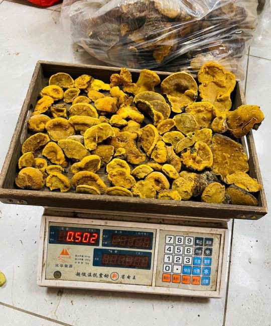 桑黄一公斤多少钱？产地、规格与采购量影响报价