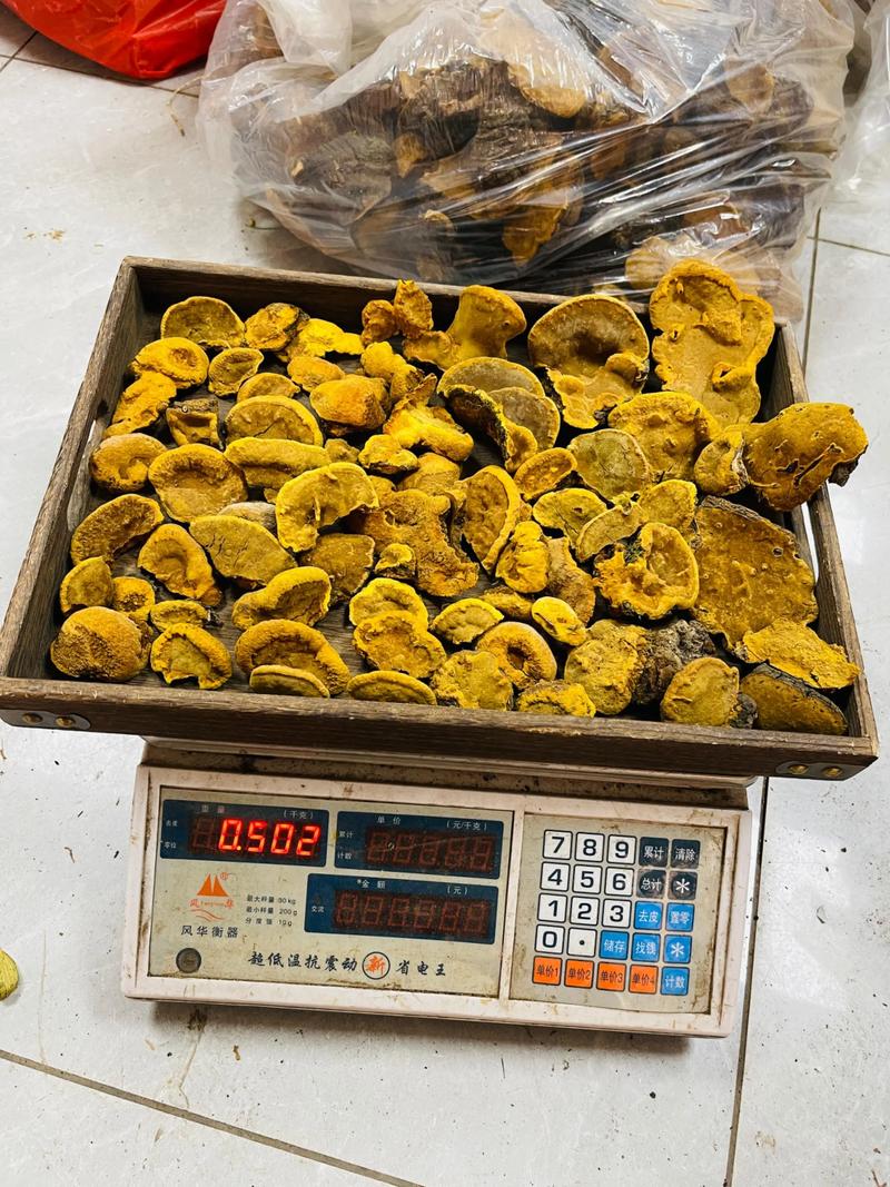 桑黄一公斤多少钱？产地、规格与采购量影响报价