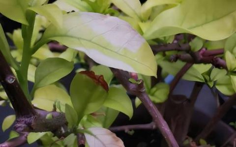 三角梅叶子一碰就掉是什么原因？3招教你挽救不落叶