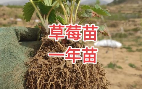 草莓苗几月份栽种最好？家庭地栽与大棚种植全流程技术指南