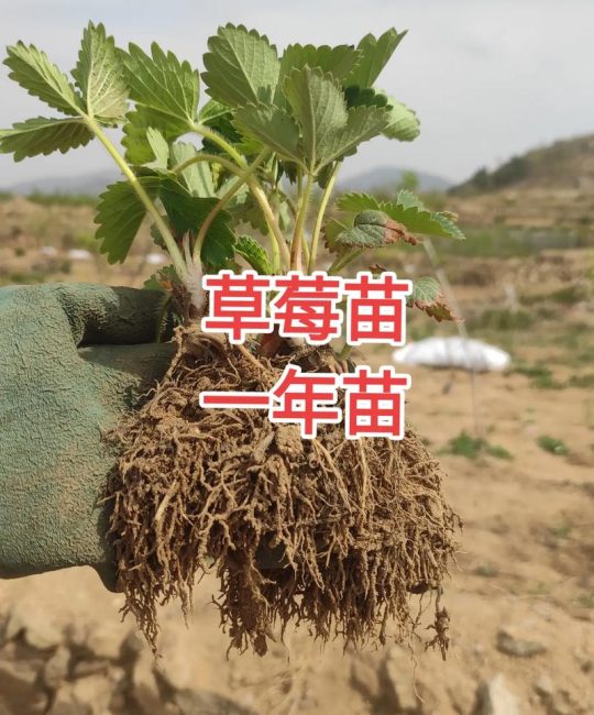 草莓苗几月份栽种最好？家庭地栽与大棚种植全流程技术指南