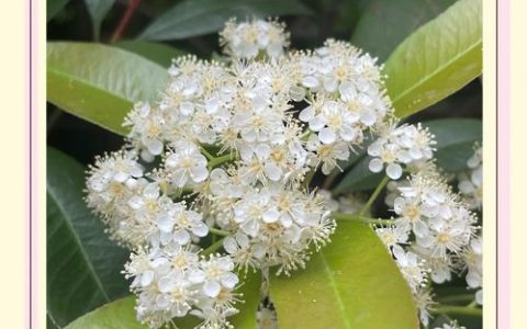 石楠花是什么意思？详解石楠花科属、特征与园林用途