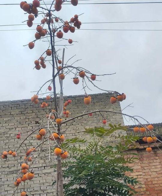 一棵柿子树不吉利吗？庭院种植全攻略