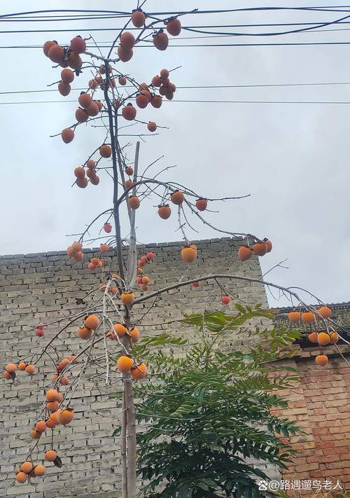 一棵柿子树不吉利吗？庭院种植全攻略