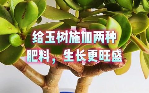 玉树施什么肥料最好？家庭多肉植物科学养护指南