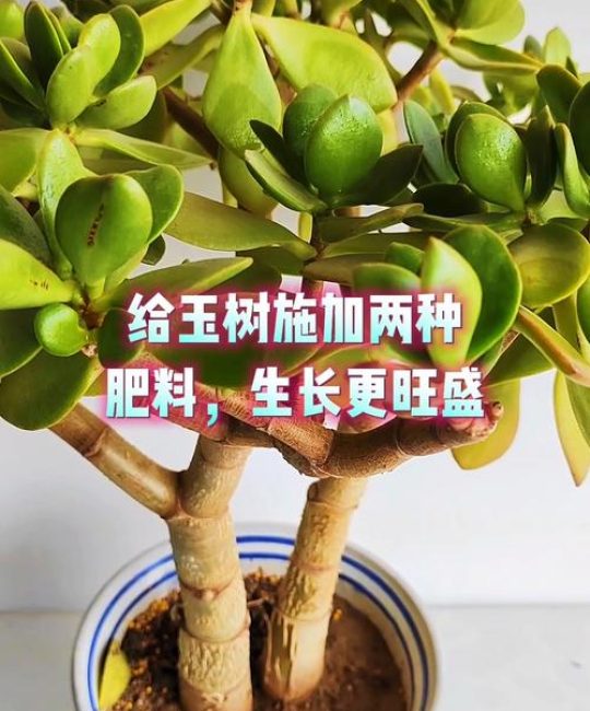 玉树施什么肥料最好？家庭多肉植物科学养护指南