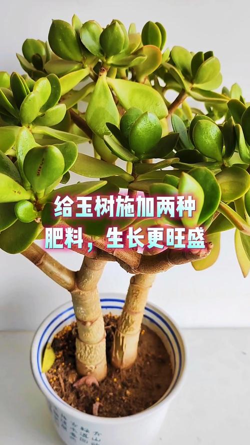 玉树施什么肥料最好?家庭多肉植物科学养护指南 玉树施什么肥料最好?家庭多肉植物科学养护指南