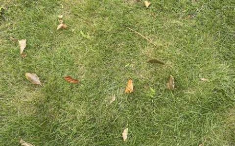 附近有草皮出售的吗？家庭与工程草坪采购渠道、质量鉴别及养护全指南