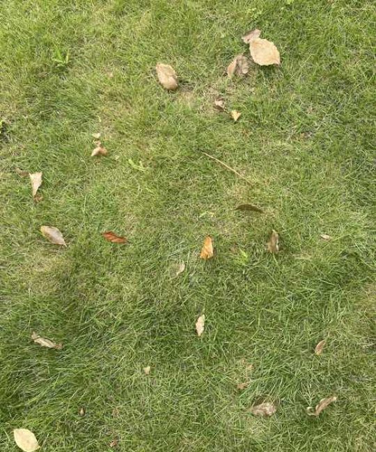 附近有草皮出售的吗？家庭与工程草坪采购渠道、质量鉴别及养护全指南