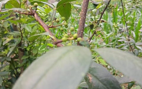青花椒什么时候采摘最合适？最佳采摘期与标准全解析