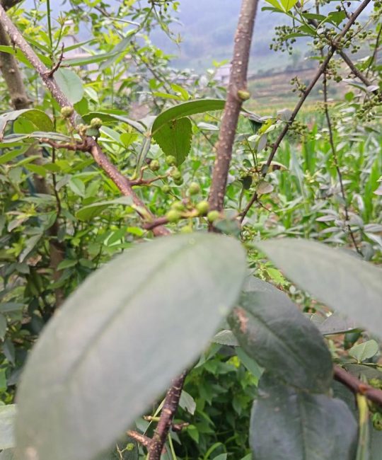 青花椒什么时候采摘最合适？最佳采摘期与标准全解析