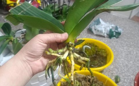蝴蝶兰移栽全攻略：从脱盆到缓苗的实操指南