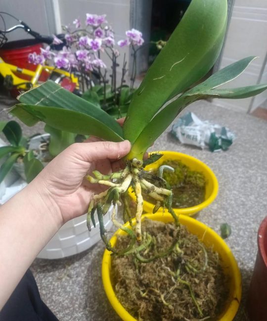 蝴蝶兰移栽全攻略：从脱盆到缓苗的实操指南