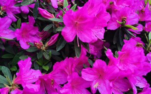 杜鹃花什么时候开花？全品种花期及促花养护指南