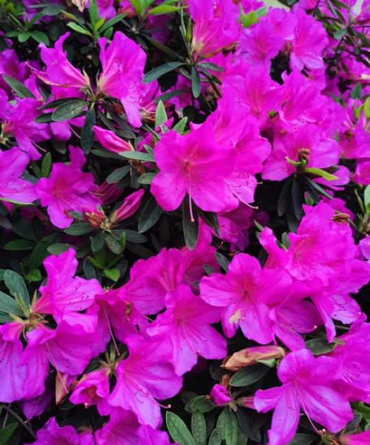 杜鹃花什么时候开花？全品种花期及促花养护指南
