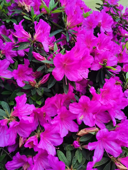 杜鹃花什么时候开花？全品种花期及促花养护指南