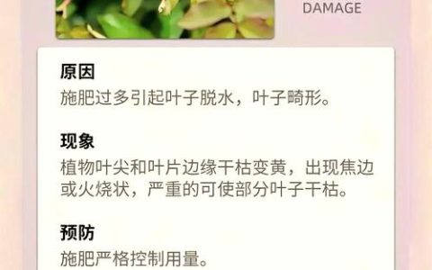 月季叶子卷曲萎蔫怎么回事？5大原因及急救处理方案