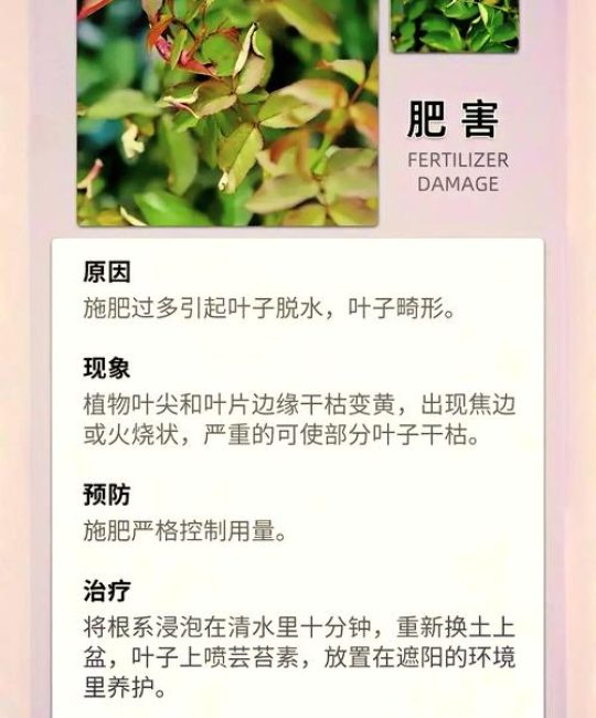 月季叶子卷曲萎蔫怎么回事？5大原因及急救处理方案